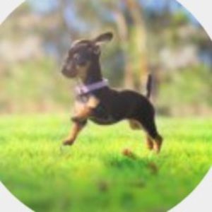 Meet your Posher, Penelope